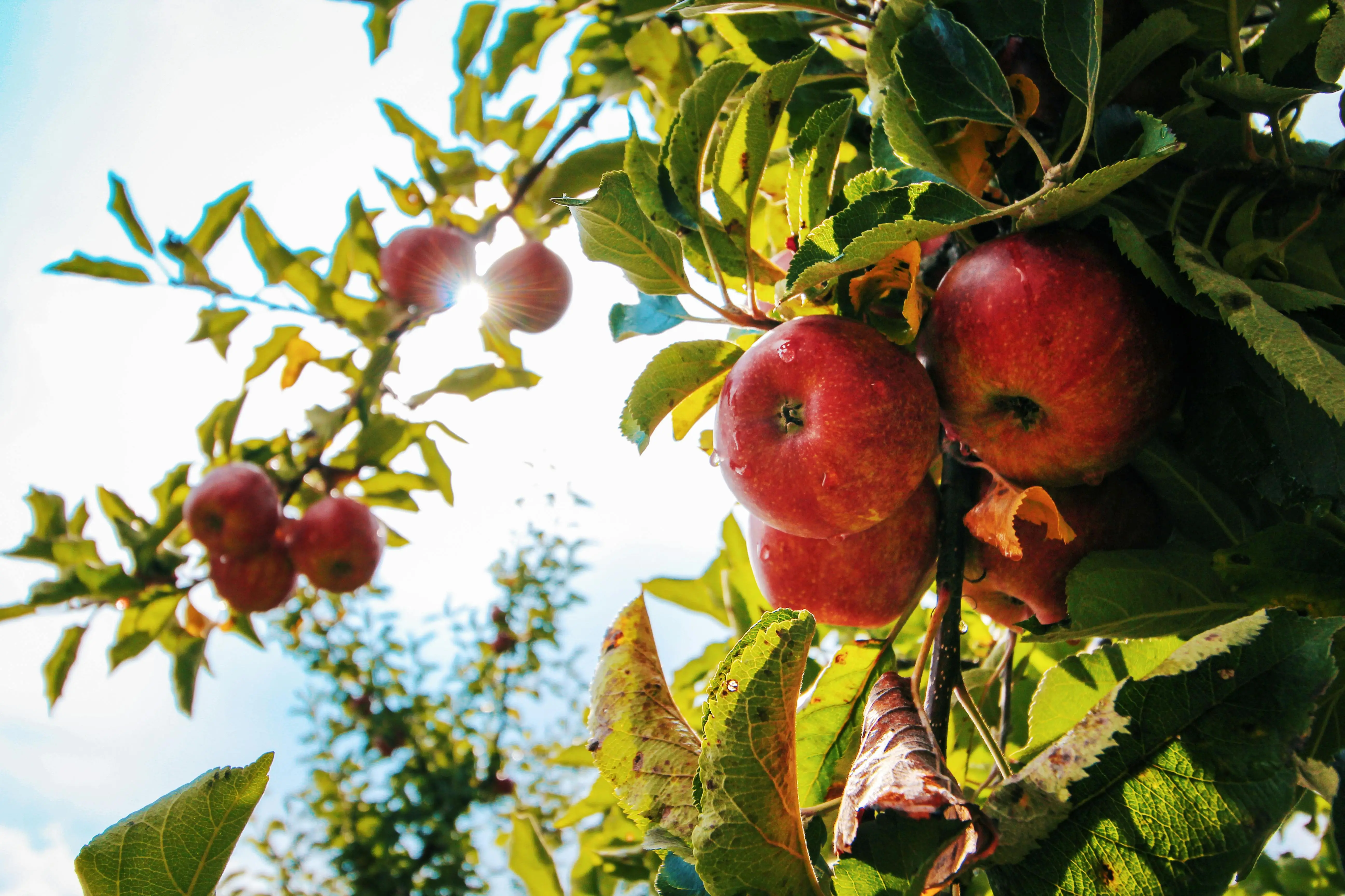 Red apples on tree