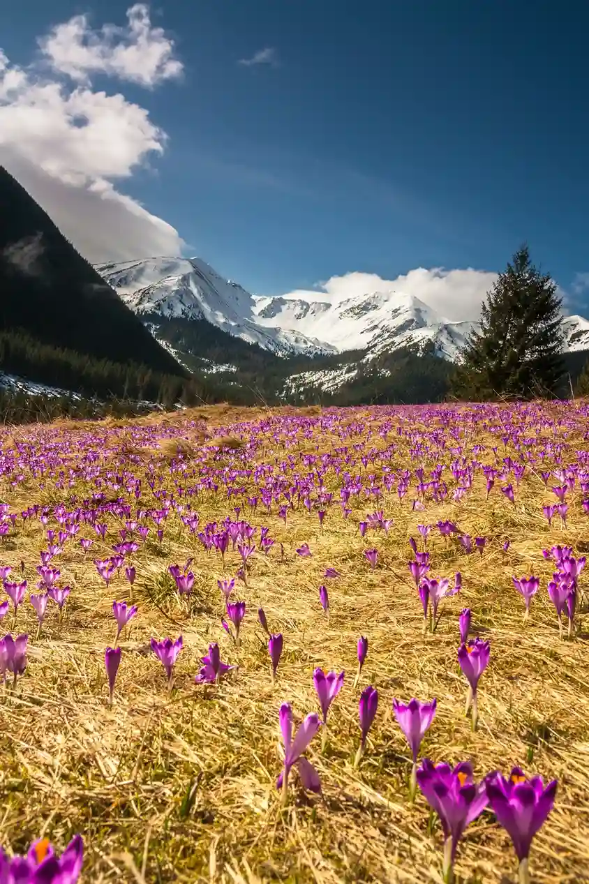 Purple flower field near green pine tree forest in Polana Chochołowska, Kiry, Poland