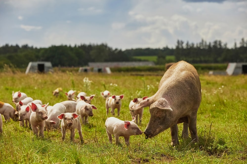 Eco pig farm in the field