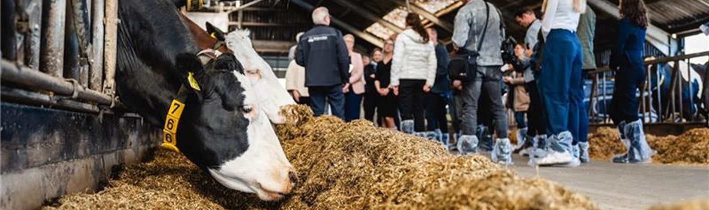 Dairy cows standing in row of stables in cattle farm barn with people