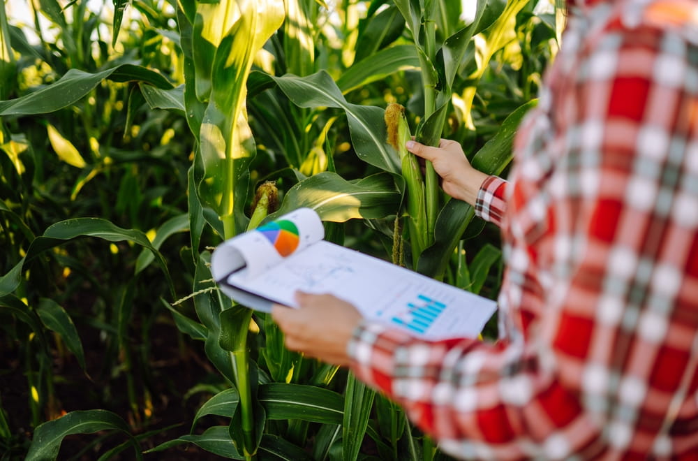 The owner of the farm, standing in a cornfield, inspects the crop