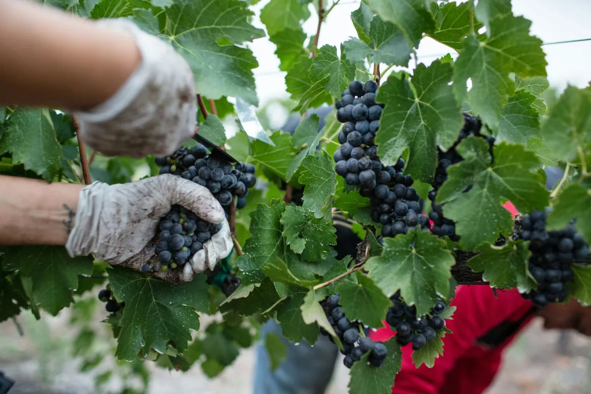 vineyards