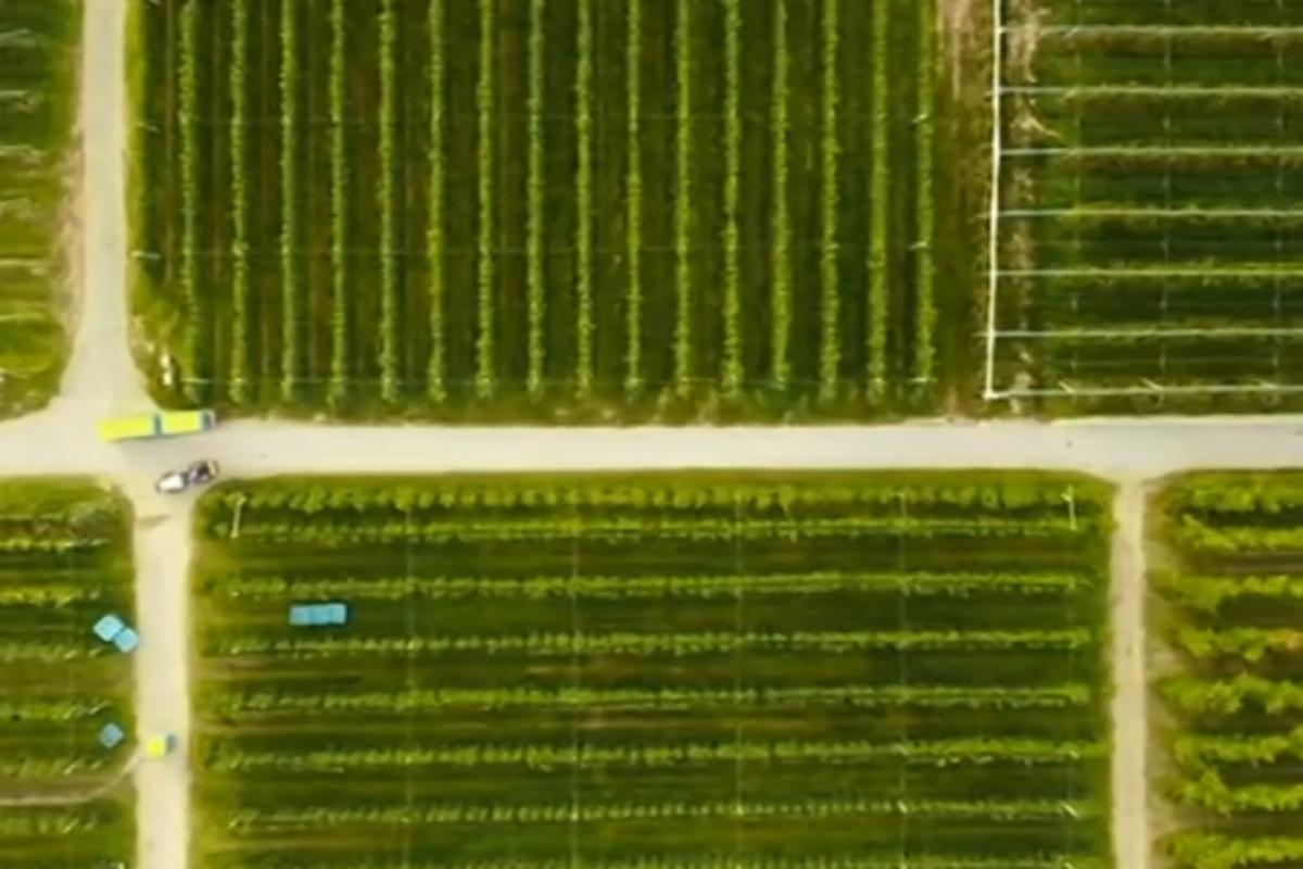 Apple field in Trento