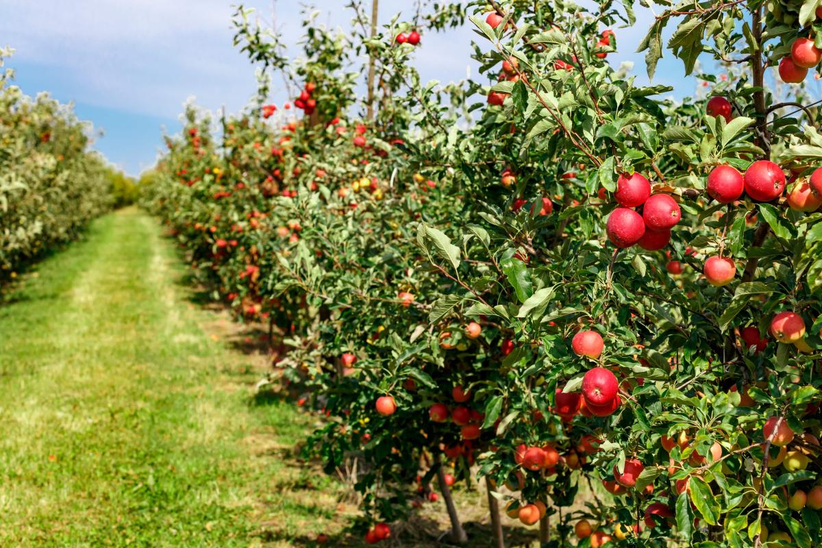 Apple orchard with red ripe apples on branches.Two rows of apple trees full of fruit seen under a blue sky nearly ready for picking