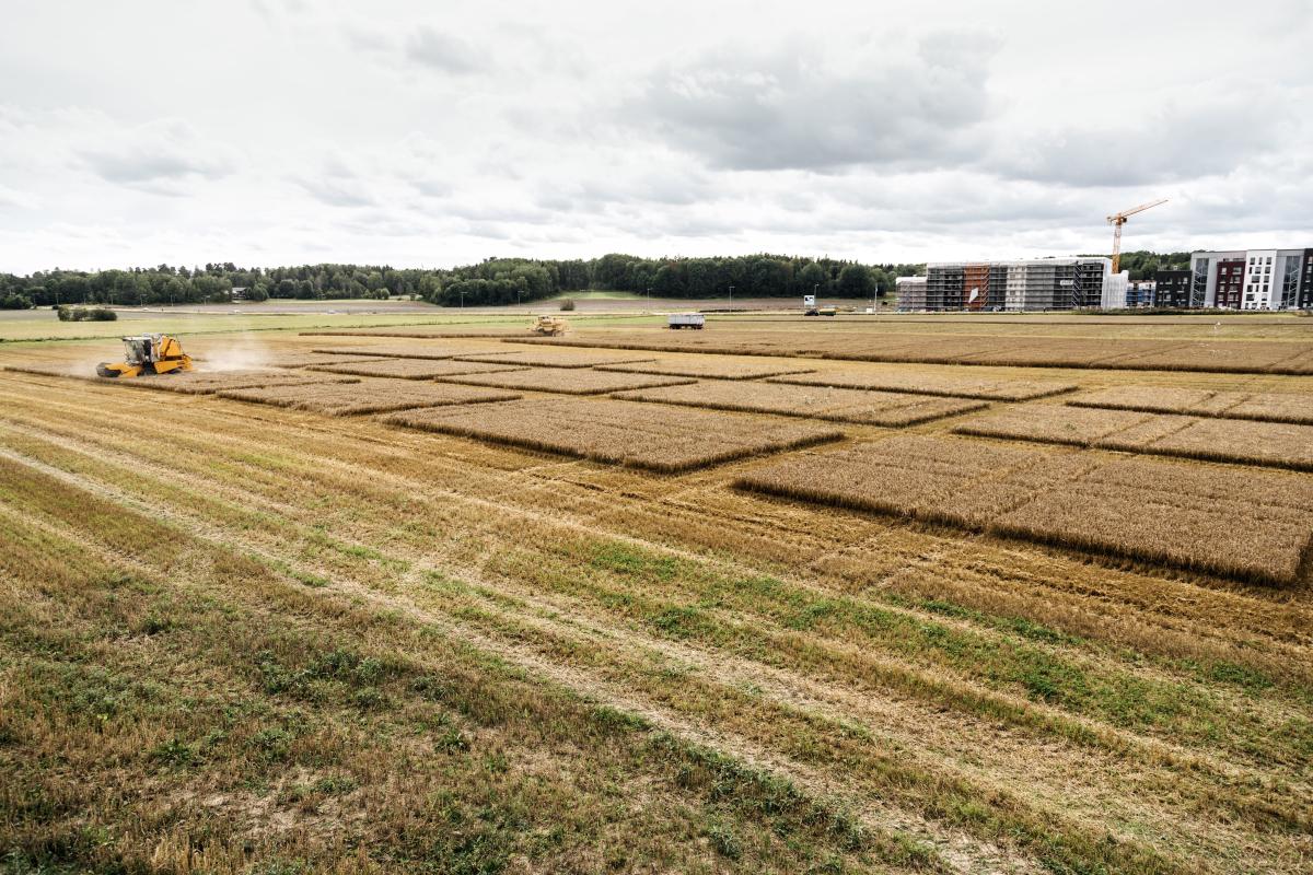 Field in Sweden