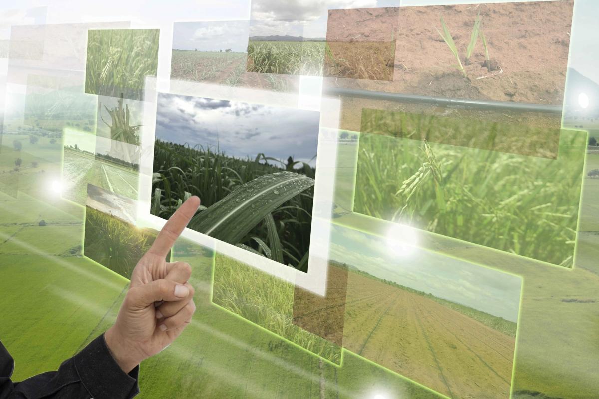 Agronomic dataset generation through optical sensors