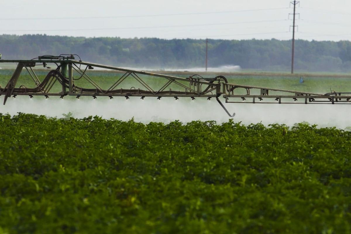 Tractor spraying on large green field