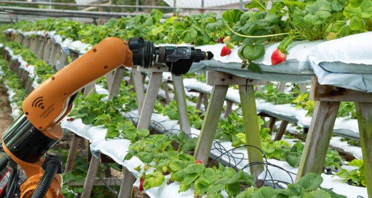 Pursuing sustainability in food systems through AI innovation